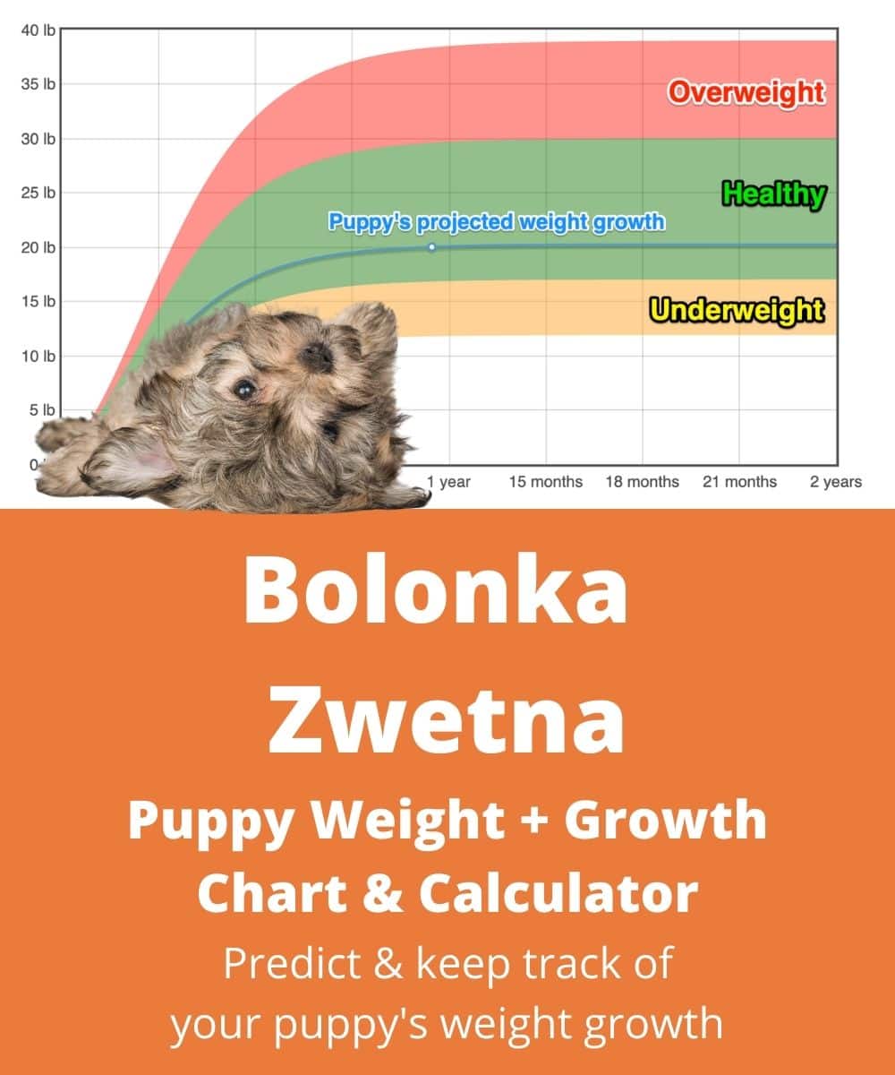 russian-tsvetnaya-bolonka Puppy Weight Growth Chart
